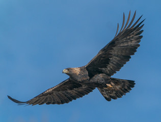 Golden Eagle Soaring- A golden eagle with wings outstreteched searches for prey. Greeley, Colorado. - obrazy, fototapety, plakaty