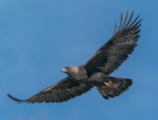Foto op Canvas Golden Eagle Soaring- A golden eagle with wings outstreteched searches for prey. Greeley, Colorado. © richardseeley