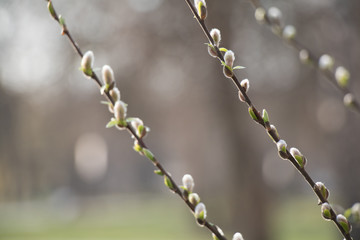 Blooming fresh Willow branch tree close up