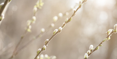 Spring nature Scene with pussy willow branches,