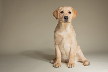Cute labrador retriever puppy isolated on light background in studio