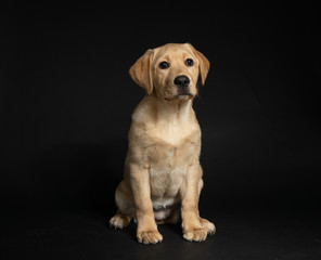 Young Labrador retriever puppy isolated on dark background in studio