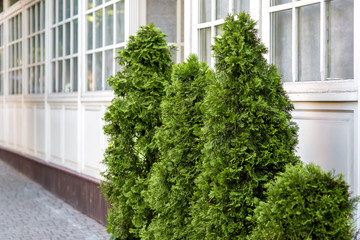 evergreen thuja bushes at the front of the building with wooden square windows.