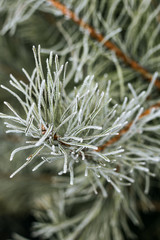 Naklejka na ściany i meble branch of a spruce covered with snow