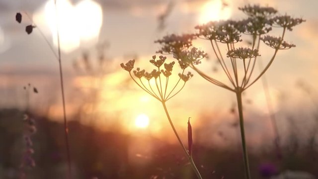 Beautiful highland flowers on grassland. Amazing sunset and peaceful horizon on blurred background. Light reflecting and glittering. Tranquility and serenity of wild nature. Romantic evening mood