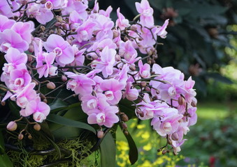 Beautiful flowers of light purple Dendrobium orchids