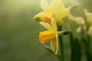Closeup of yellow blooming daffodils on blurred green background, selective focus, copy space for...