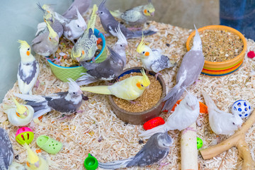 Cockatiel Portrait, Cute Curious Young Cinnamon Cockatiel Close up. Yellow cockatiel on a branch.  cockatiel seen sitting on the inside of its large cage. - Image