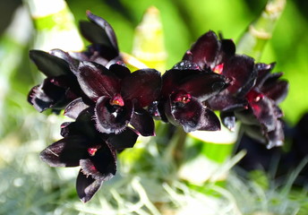 Unique dark flower of SVO After Dark Black Pearl orchids