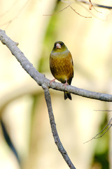 green finch on branch