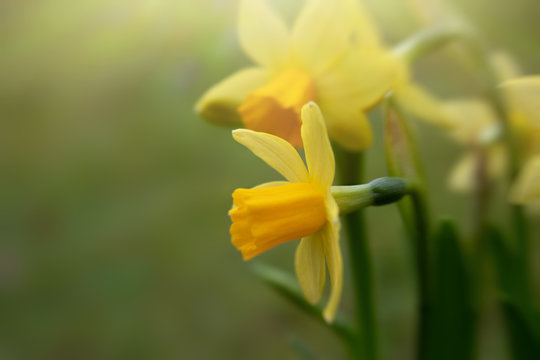 Closeup of yellow blooming daffodils on blurred green background, selective focus, copy space for text, springtime nature concept
