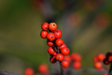Winterberry or Ilex verticillata on a cold winters day. It is a species of holly native to eastern...