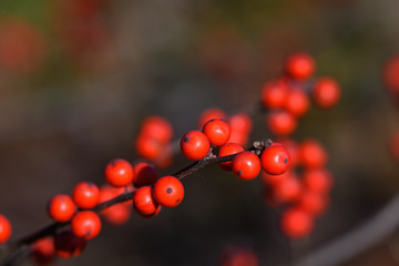 Winterberry or Ilex verticillata on a cold winters day. It is a species of holly native to eastern...