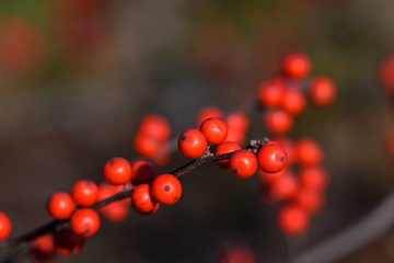 Winterberry or Ilex verticillata on a cold winters day. It is a species of holly native to eastern North America in the United States and southeast Canada.