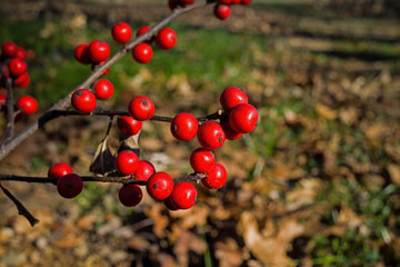 Winterberry or Ilex verticillata on a cold winters day. It is a species of holly native to eastern North America in the United States and southeast Canada.