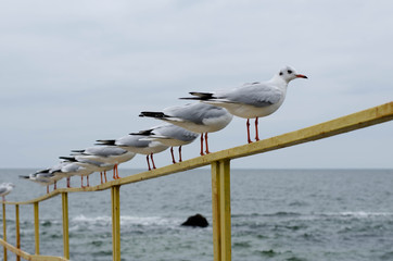 Seagulls are sitting on the railing by the sea. Seabirds look at the cold sea.