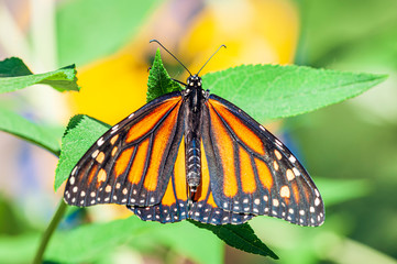 Obraz premium Monarch Butterfly 
