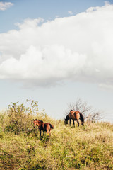 Fototapeta na wymiar horses graze in the meadow
