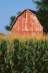 Corn field with barn in background © spiritofamerica