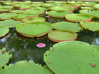Seerosen Blüten Teich grün Natur Sommer Urlaub Leben  Mauritius Schönheit Attraktion Garten Park schwimmen 