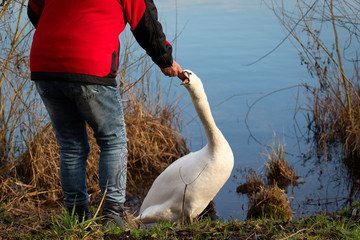 Back view of unrecognizable woman in casual clothes feeding mute swan at a lake	