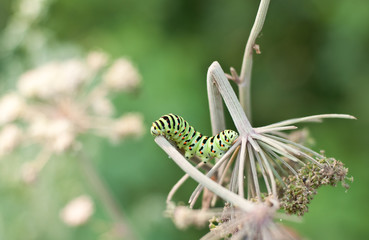 Papilio machaon caterpillar