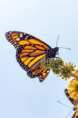 Monarch Butterfly from Below