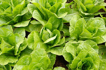 Fototapeta premium green vegetable in organic farm