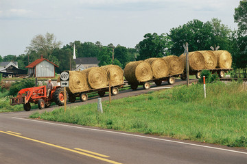 Tractor pulling flatbeds with rolled hay bales