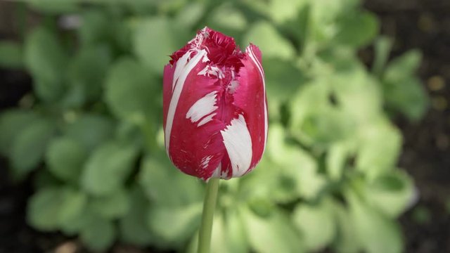 A crimson-white tulip sways in the wind.