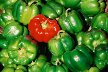 Fototapeta na wymiar Red pepper among green peppers