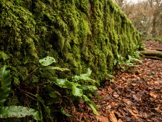 Stone fence in a park covered with moss, Brown leafs on the ground. Selective focus.