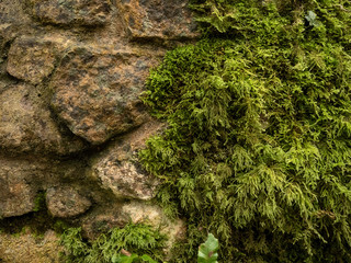Stone wall covered with moss. Abstract nature texture.