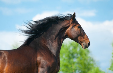 Beautiful andalusian stallion portrait on the run