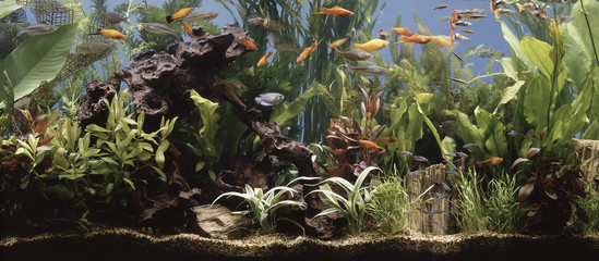 fish in the aquarium