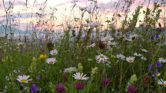 Close-up of chamomile during golden sunrise. Soft wind blowing wildflowers. Amazing wild nature and seasonal vegetation of Carpathian mountains. Sun shining on herbal field with wonderful blossom