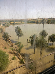 palm trees on the beach
