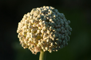 Texture detail of a pretty white flower with a green background. Image.