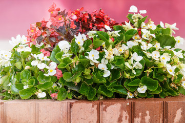 white and red flowers outdoors