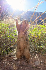 Ein Erdhörnchen frisst Gras im Tal des Grand Canyon, USA und wird von der Sonne beschienen; Gräser im Hintergrund