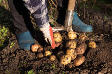 Farmer hands harvesting organic potatoes harvest in garden