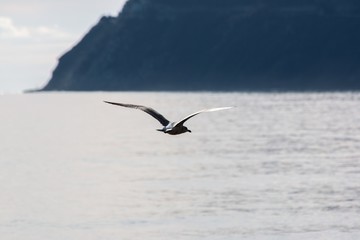 Seagull on flight