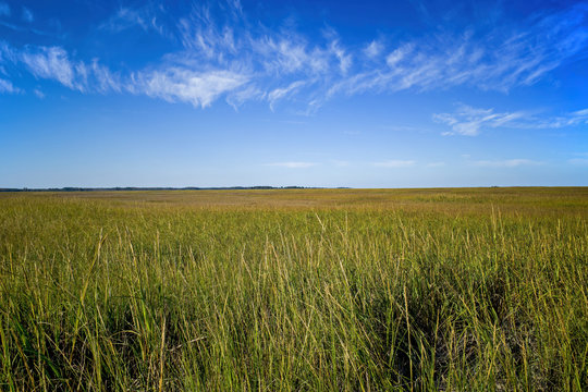 Saltmarsh along the Delaware coast in USA in late afternoon sun. Also known as a coastal salt marsh or tidal marsh it is located between land and brackish water that is regularly flooded by the tides.