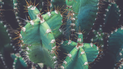Cactus Family, top shot, close-up barrel cactus, vintage