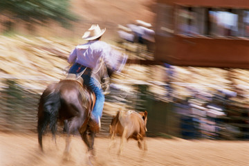 Man on horseback roping calf