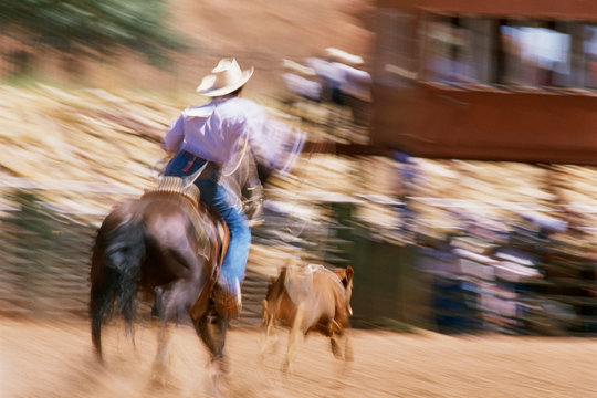 Man On Horseback Roping Calf