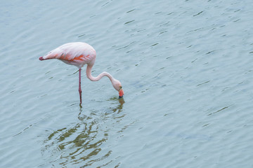 Pink flamingo standing on one leg in a pond with rippled water. With copyspace