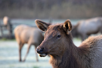 Fototapeta premium Elk - Great Smoky Mountains National Park