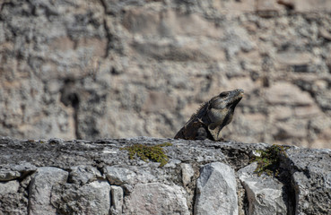 Iguana receiving the noon summer son in mexico 