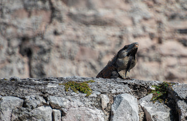 Iguana receiving the noon summer son in mexico 
